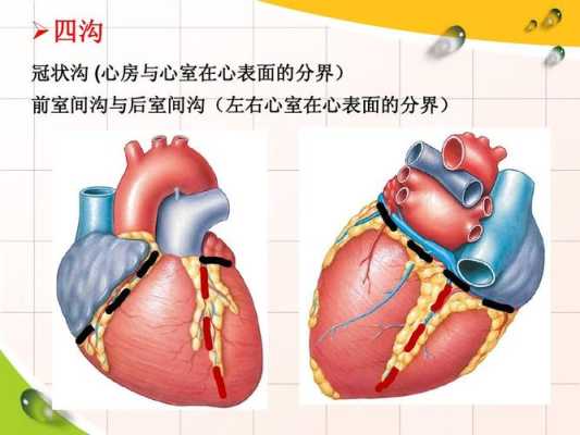 心脏的冠状沟在哪里-图1