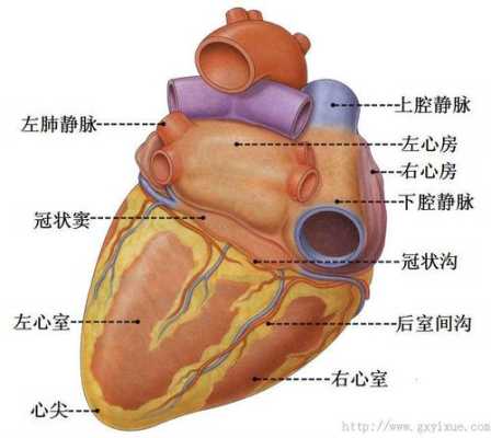 心脏的冠状沟在哪里-图3