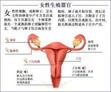 小阴唇是哪里「女性生殖图示各结构详解位置」-图1