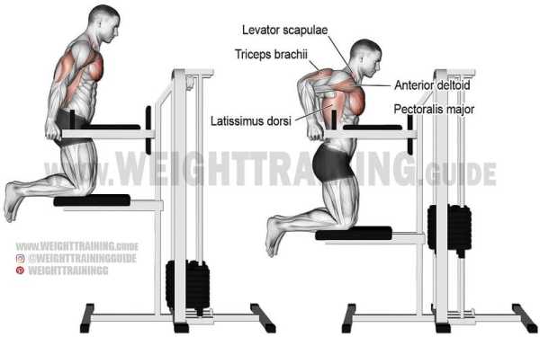 双杠臂屈伸练哪里「双杠臂屈伸练哪里的肌肉」-图3