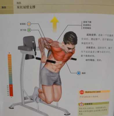双杠臂屈伸练哪里「双杠臂屈伸练哪里的肌肉」-图1