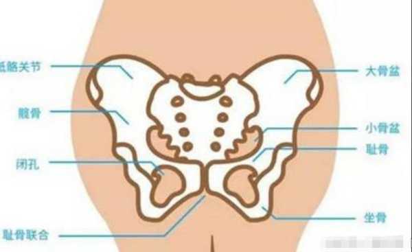 孕妇耻骨在哪里图片「孕妇耻骨疼一般发生在几个月」-图3