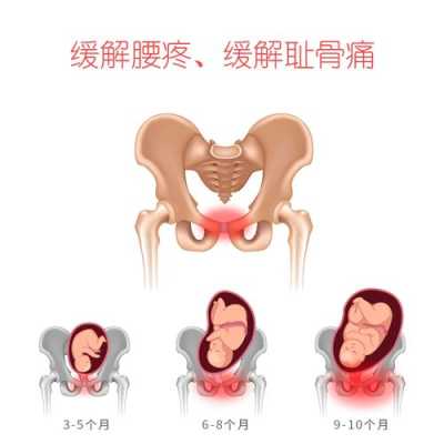 孕妇耻骨在哪里图片「孕妇耻骨疼一般发生在几个月」-图2