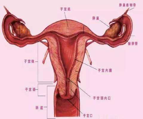女性生理构造结构图外观图片-图2