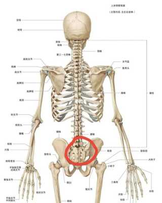 尾椎骨在哪里-图1