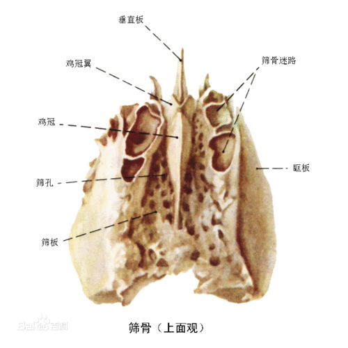 筛骨解剖结构图-图1