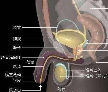 尿道口在哪里「尿道口在哪里才是正常的」-图3