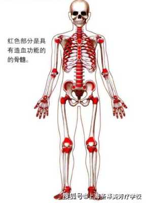 骨髓在哪里（红骨髓存在于哪里）-图2