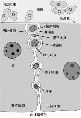 精子在哪里（炼精化气中的精从哪里来）-图3