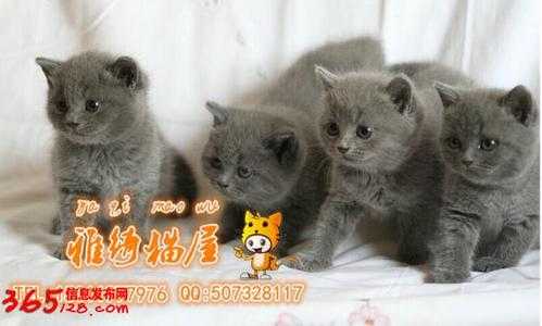 广州哪里有卖猫（广州哪里有卖猫的批发市场）-图1