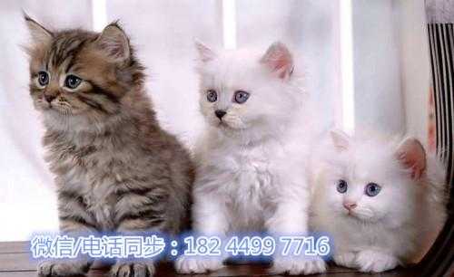 广州哪里有卖猫（广州哪里有卖猫的批发市场）-图3