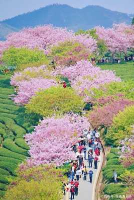 国内有哪些樱花非常美的地方,中国哪里有樱花树景点-图1