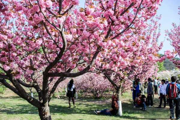 国内有哪些樱花非常美的地方,中国哪里有樱花树景点-图2