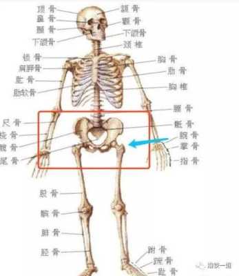 大腿根是哪里（大腿根是哪个部位图）-图1