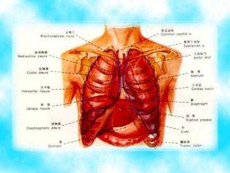 肺部于身体哪个部位,人的肺在哪里位置图片大全-图1