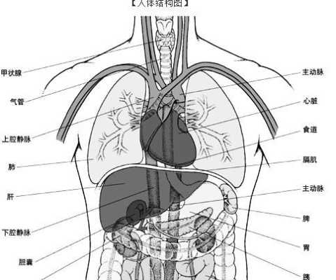 肺部于身体哪个部位,人的肺在哪里位置图片大全-图3