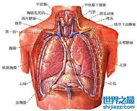 肺部于身体哪个部位,人的肺在哪里位置图片大全-图2