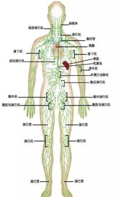 淋巴长在人身体的哪些部位,淋巴结在哪里部位图片-图2