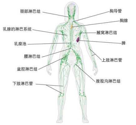淋巴长在人身体的哪些部位,淋巴结在哪里部位图片-图3