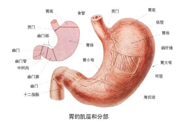 上腹在哪里（胃窦在哪个位置）-图1