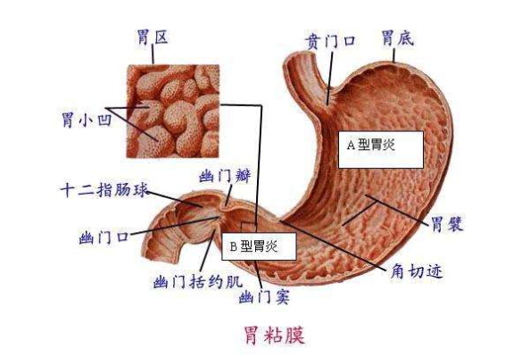 上腹在哪里（胃窦在哪个位置）-图3