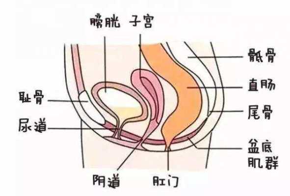 女性膀胱在哪里（女性膀胱在哪里位置）-图2