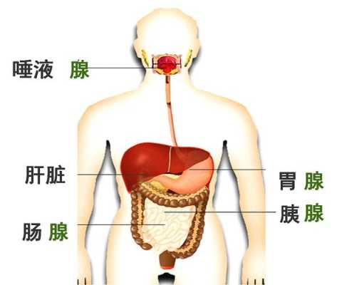 胰腺的相关部位是哪些,人体胰腺的位置在哪里-图3