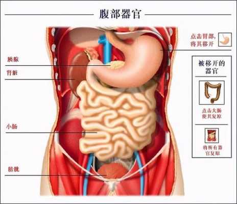 胰腺的相关部位是哪些,人体胰腺的位置在哪里-图1