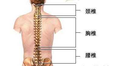 腰椎T10 L1位置,第一腰椎在哪里简单找法-图1