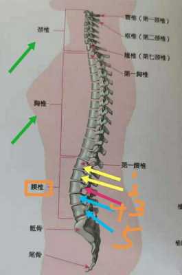 腰椎T10 L1位置,第一腰椎在哪里简单找法-图2