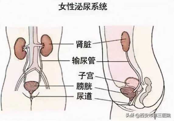 女人尿道在哪里（尿道的组成和功能有哪些）-图3