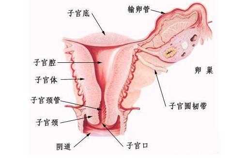 阴道是什么样子,女性生殖图示结构详解-图2