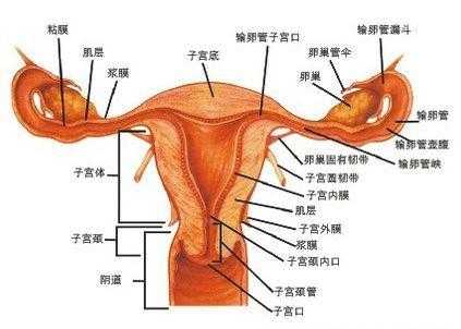 阴道是什么样子,女性生殖图示结构详解-图1