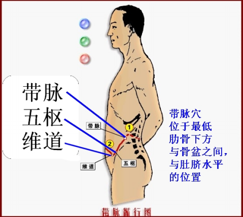 人身体横着的脉是哪条？有什么作用,人体带脉在哪里视频-图2