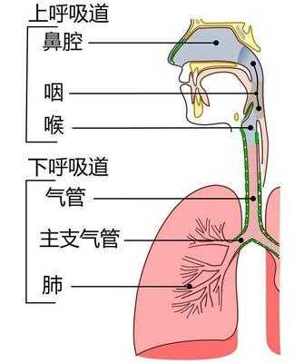 上呼吸道咳嗽和下呼吸道咳嗽怎么区分,-图2