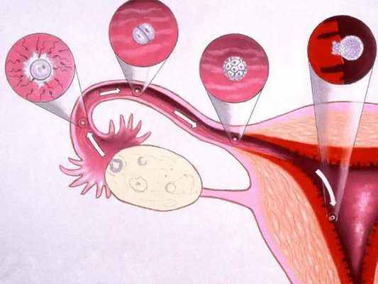 精子和卵子在哪里相遇（精子如何进入输卵管内）-图1