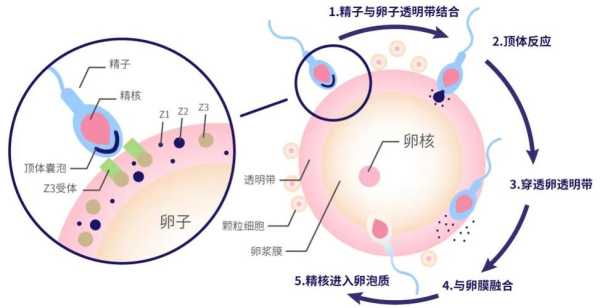 精子和卵子在哪里相遇（精子如何进入输卵管内）-图2