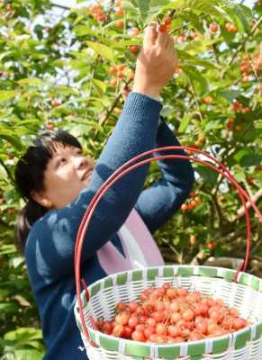 宁波哪里有好吃的水果,宁海哪里可以摘樱桃树-图2