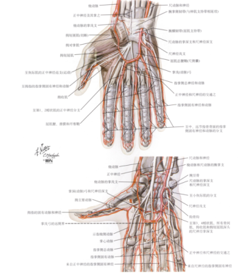 手腕上的大动脉在哪里（手腕上明显的动脉位置在哪里？越具体越好）-图2