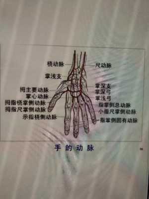 手腕上的大动脉在哪里（手腕上明显的动脉位置在哪里？越具体越好）-图3