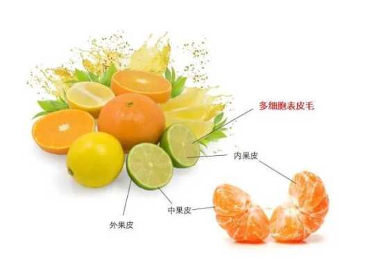 水果在哪里（常吃的水果，哪个部位是“头”，哪个部位是“腚”）-图1