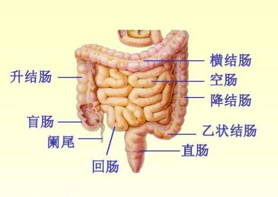 大肠到底在人身体的那个部位,大肠在哪里位置图-图1