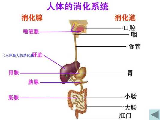 大肠到底在人身体的那个部位,大肠在哪里位置图-图3