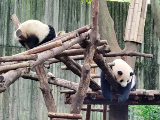 大熊猫生活在什么地方,中国大熊猫哪里有-图1