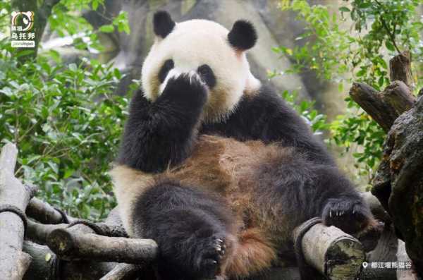 熊猫在哪里生活（梅兰肉肉大熊猫在哪里生活）-图1