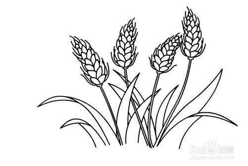 小麦种在哪里（小麦种在哪里简笔画）-图3