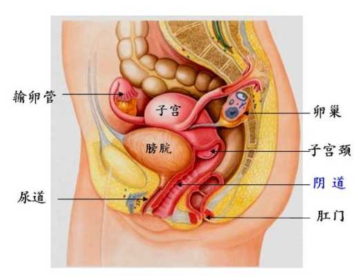 阴道、子宫的位置在哪里,新手找不到入口怎么办教程图片-图1