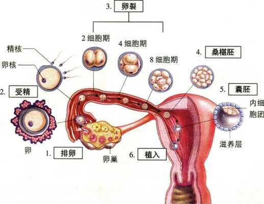 在哪里受精（受精卵在哪里受精）-图2