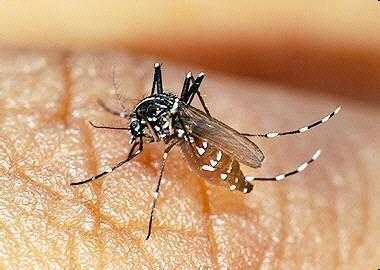 农村老大爷常说，吸血的花蚊子是从外国进口的，是真的吗,房间里的蚊子从哪里来-图3