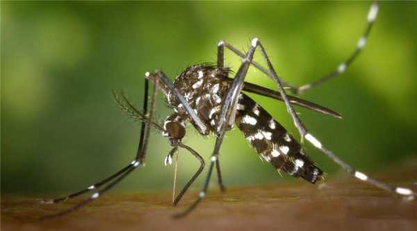 农村老大爷常说，吸血的花蚊子是从外国进口的，是真的吗,房间里的蚊子从哪里来-图1